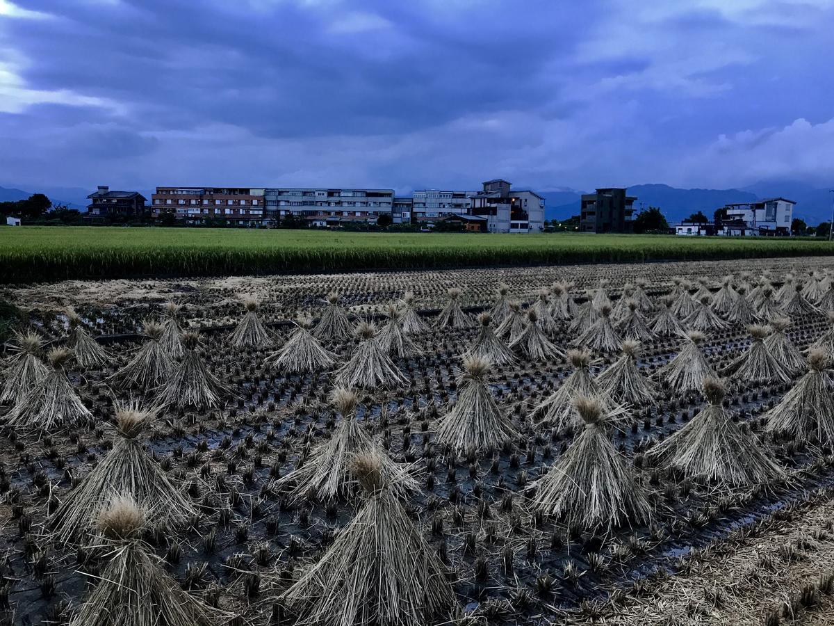Early Summer Luodong Luaran gambar