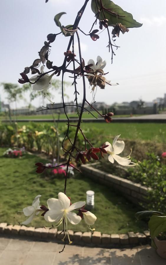 Early Summer Luodong Luaran gambar