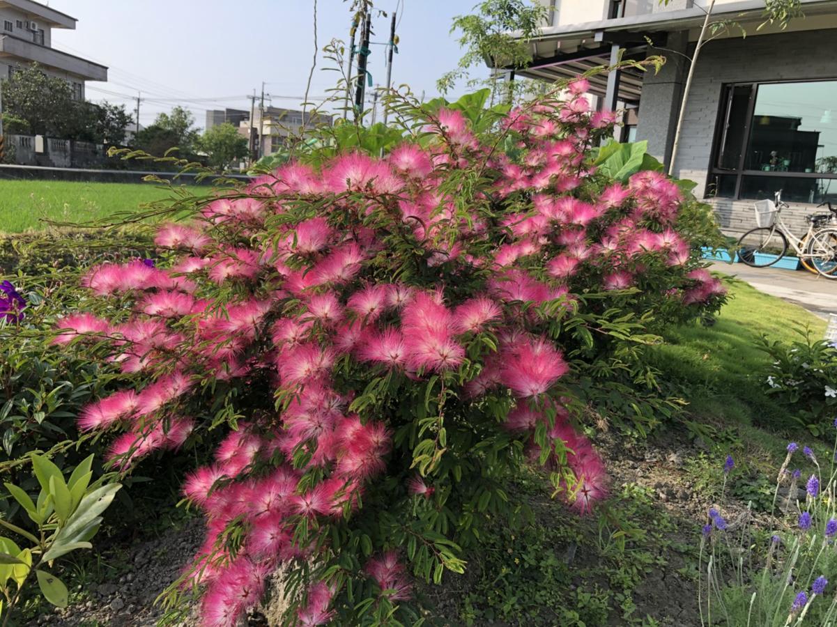 Early Summer Luodong Luaran gambar